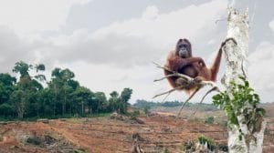 orangutans, reason to choose timber composite
